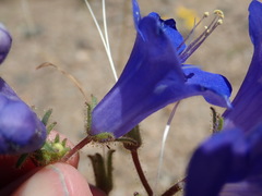 Phacelia campanularia vasiformis