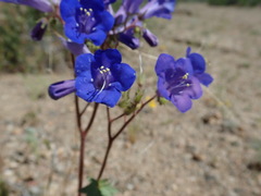 Phacelia campanularia vasiformis