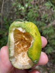 Passiflora laurifolia