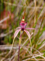 Caladenia calcicola