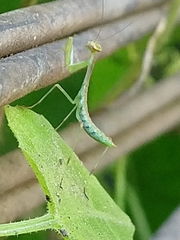 Mantidae