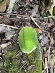 Passiflora laurifolia
