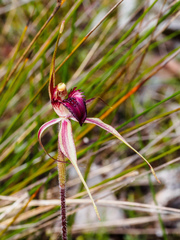 Caladenia calcicola