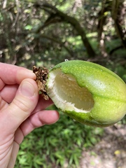 Passiflora laurifolia