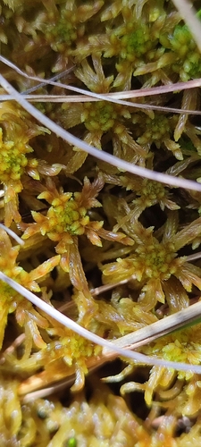 Sphagnum flexuosum observed 2026-08-03