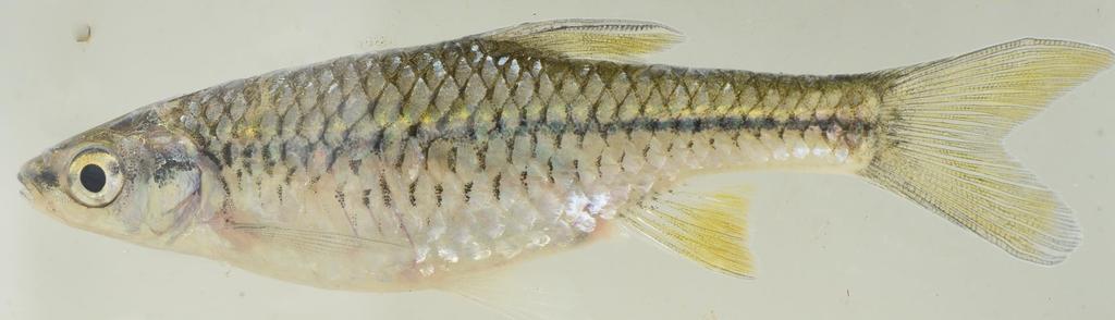 Nyanza barb (Enteromius nyanzae) — Cyprinidae