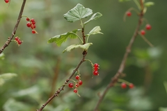 (c) Noé Fleury Frouart, some rights reserved (CC BY) Ribes petraeum, photograph (c) Noé Fleury Frouart, some rights reserved (CC BY)