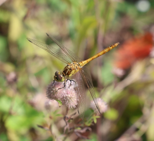 Vagrant Darter