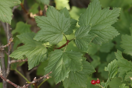 Ribes petraeum, photograph 6