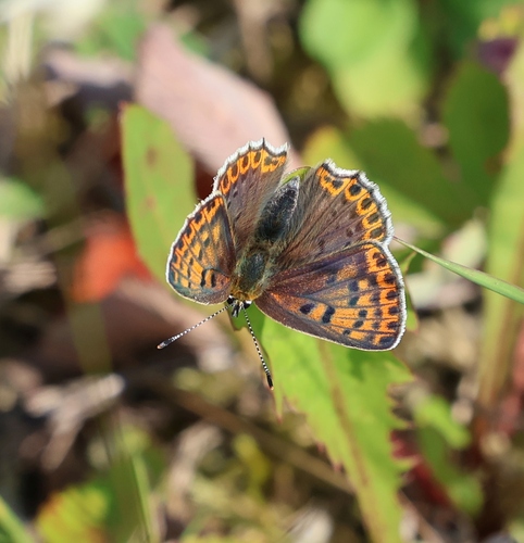 Sooty Copper