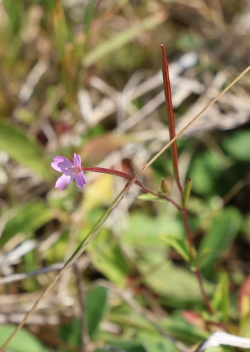 Broad-leaved Willowherb
