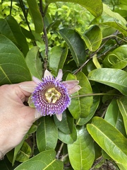 Passiflora laurifolia