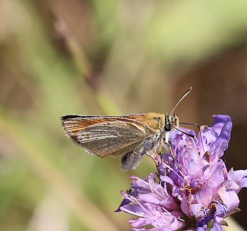 Small Skipper