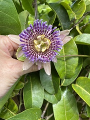 Passiflora laurifolia