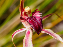Caladenia calcicola