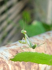 Mantidae