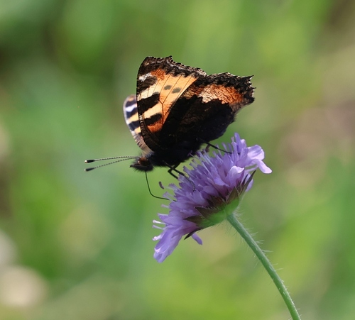 Small Tortoiseshell