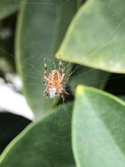 Araneus diadematus
