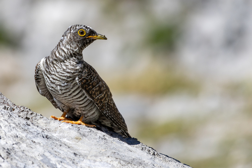 Cuco común (Cuculus canorus)