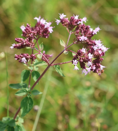 Oregano