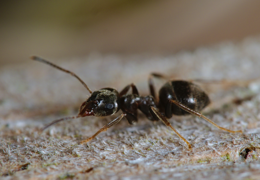 Black garden ant (Lasius niger)