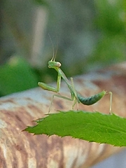 Mantidae