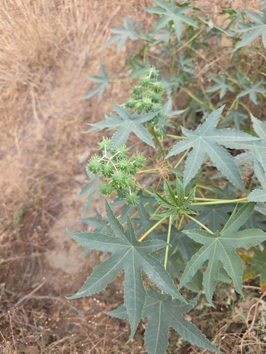 castor bean