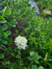 Silene sendtneri
