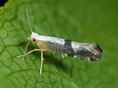Argyresthia spinosella