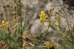 Linaria angustissima