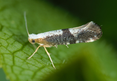 Argyresthia spinosella