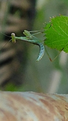 Mantidae