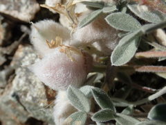Astragalus newberryi