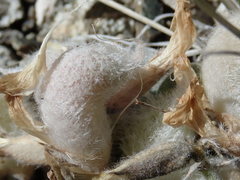 Astragalus newberryi