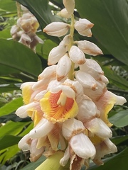 Alpinia hainanensis