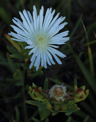 Lampranthus multiradiatus