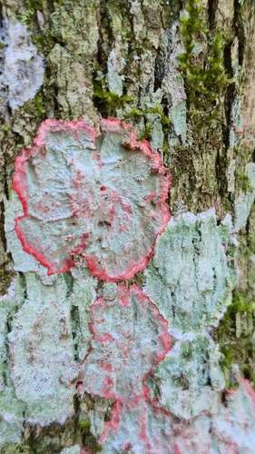 Christmas lichen