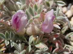 Astragalus newberryi
