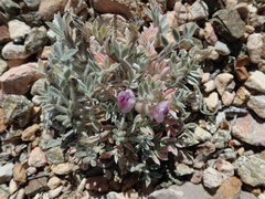 Astragalus newberryi