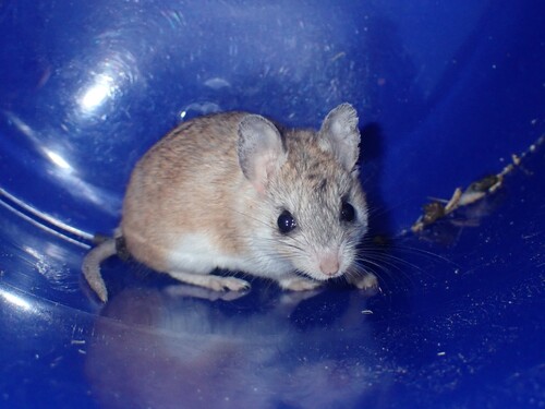 Southern Grasshopper Mouse