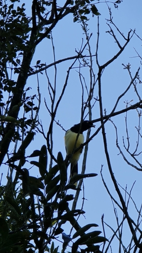 Plush-crested Jay