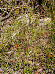 Caladenia calcicola