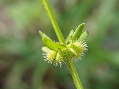 Galium virgatum