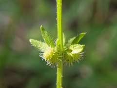 Galium virgatum