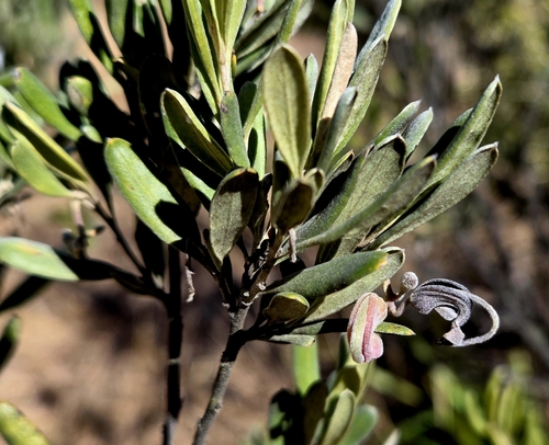 Grevillea arenaria