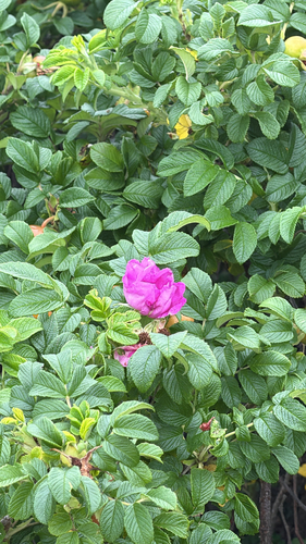rugosa rose