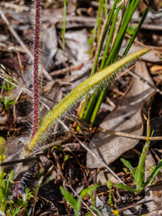 Caladenia calcicola