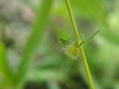 Galium virgatum