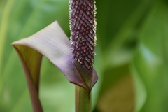 Anthurium jenmanii