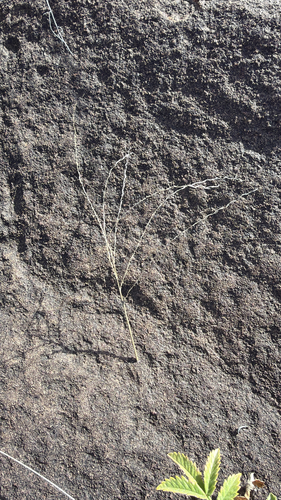 Digitaria eriantha, photograph 3